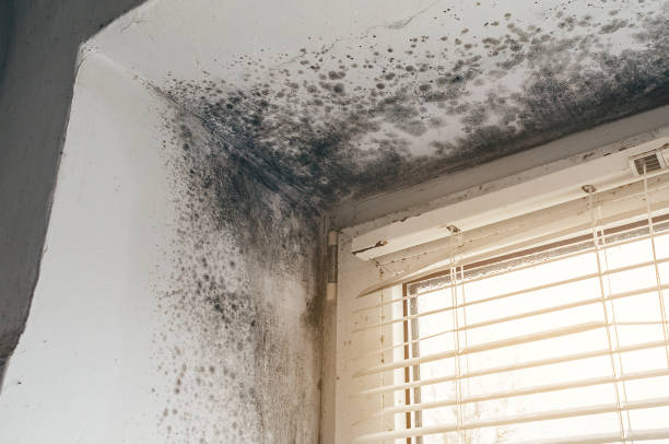 Trusted Crawl Space Mold Removal service in Bridgman, MI - Cheap Mold Removal